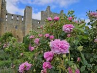 'A Good Year for the Roses' at Bolton Castle