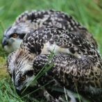 First Ospreys to breed in Yorkshire after several hundred years